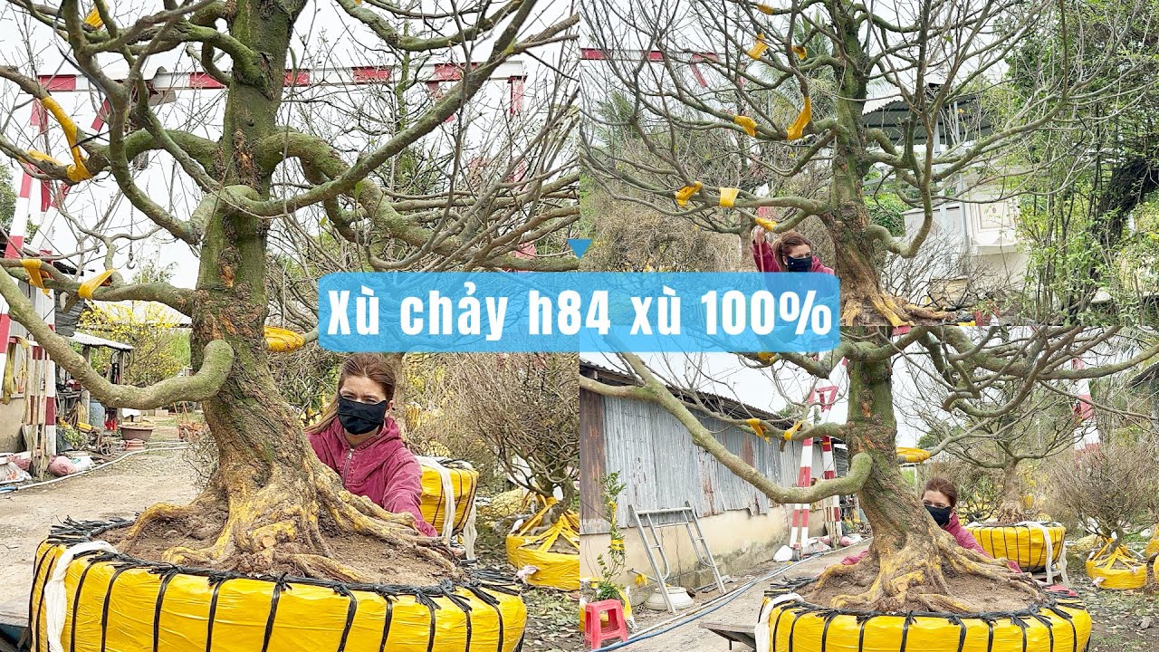 Báo gia xù chảy hoành 84 xù chảy 100% 0788881588