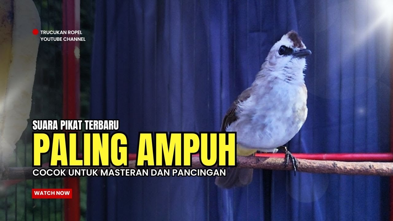 Suara Burung TRUCUKAN gacor TARUNG ROPEL PANJANG pancingan trucukan agar JADI trucuk gacor EMOSI