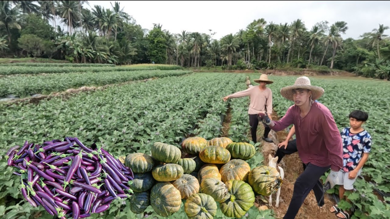 BANTAY MUNA TAYO SA MGA HALAMAN NI UTOL ANTHONY PAGRORONDA SA MAGA AT GABI
