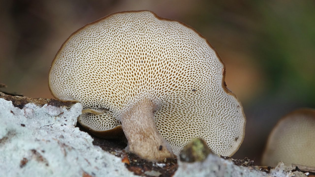 Lentinus brumalis  (Polyporus brumalis)  Winter Polypore  4k