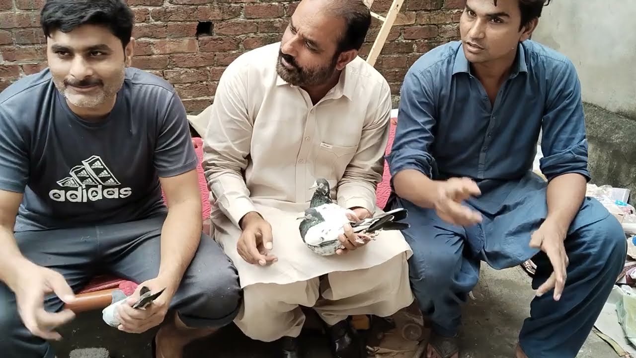 مانا والا سے اوریجنل ٹیڈی اور رام پوری کبوتروں کا شوق کریں 03005417129
