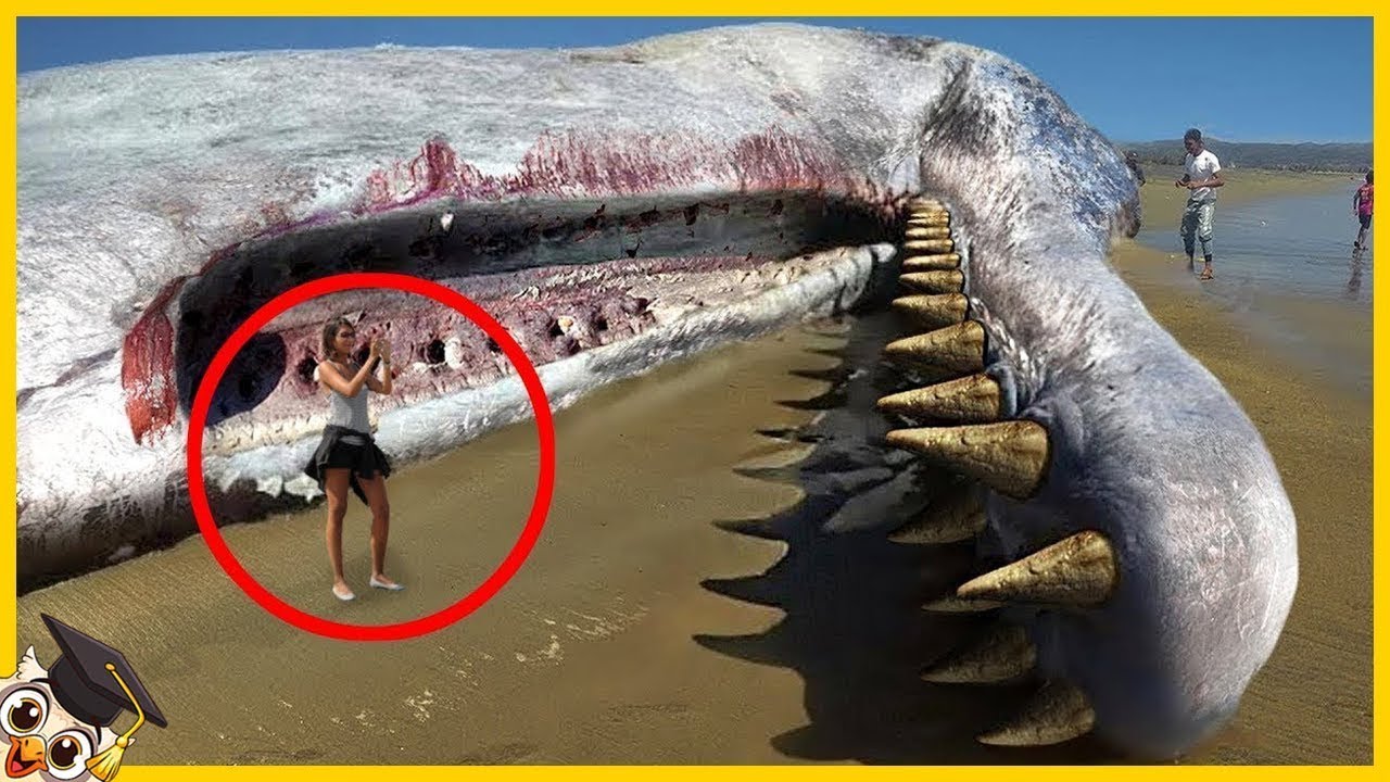 15 Gigantycznych Stworzeń Znalezionych Na Plażach