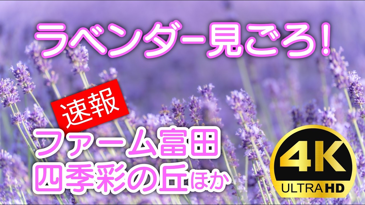【7/9ラベンダー速報】ファーム富田・四季彩の丘他。富良野と美瑛の絶景お花畑6か所を周ってきました｜2025年最新