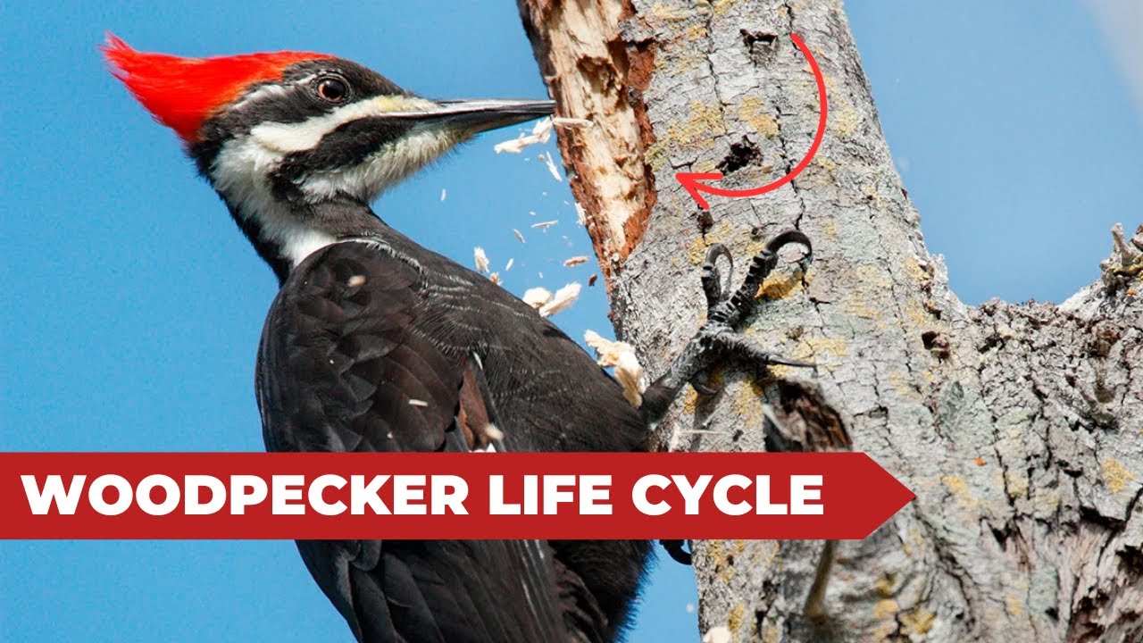 Woodpecker Life Cycle ! BHR Natural Beauty