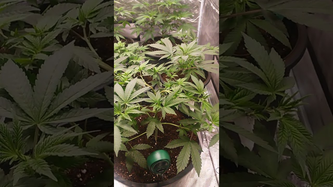 super skunk week 5 veg ilgm