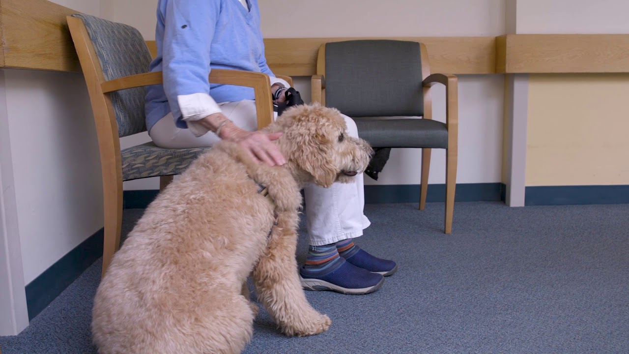 Guidelines for Service Dog and Pet Visitation at Dartmouth-Hitchcock Medical Center
