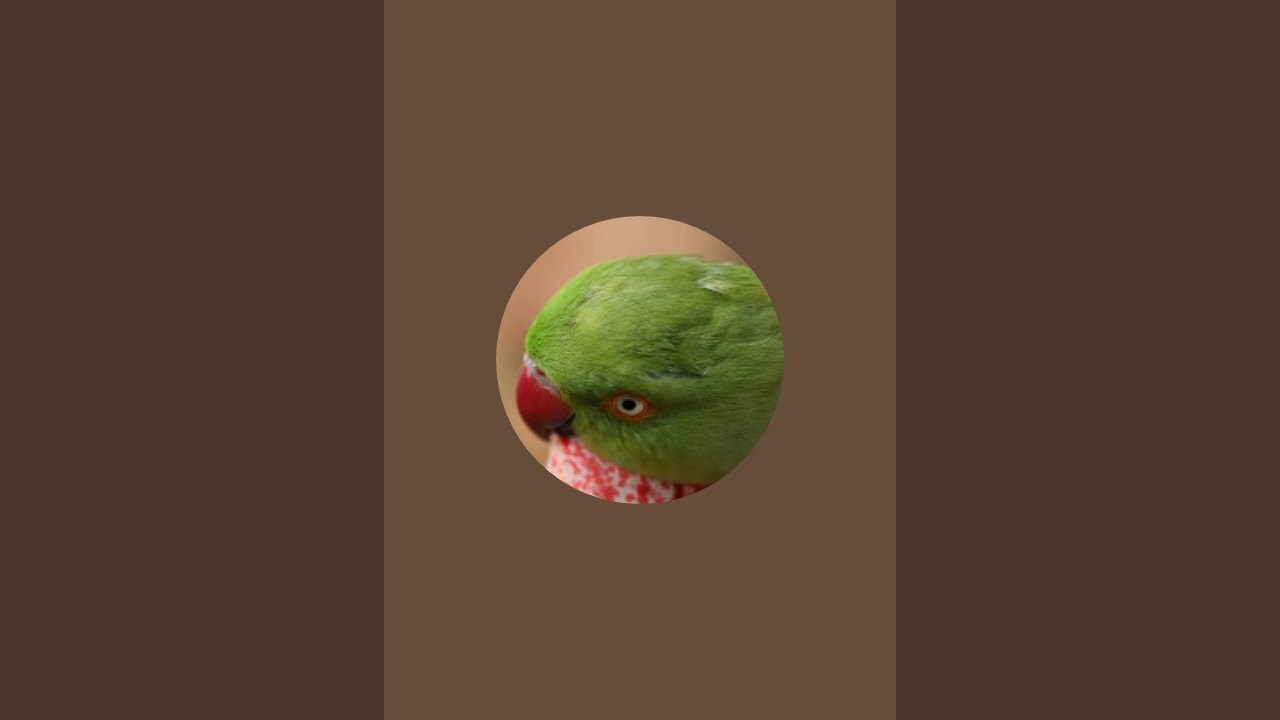 Miti mitu  and golu🦜🥰 is live