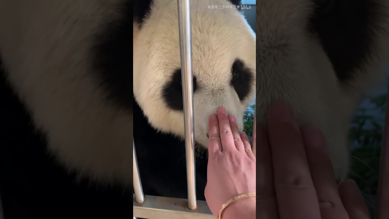 Panda Jin Hu-He is a child of disobedience，baby sister behave well ,  they are like angels