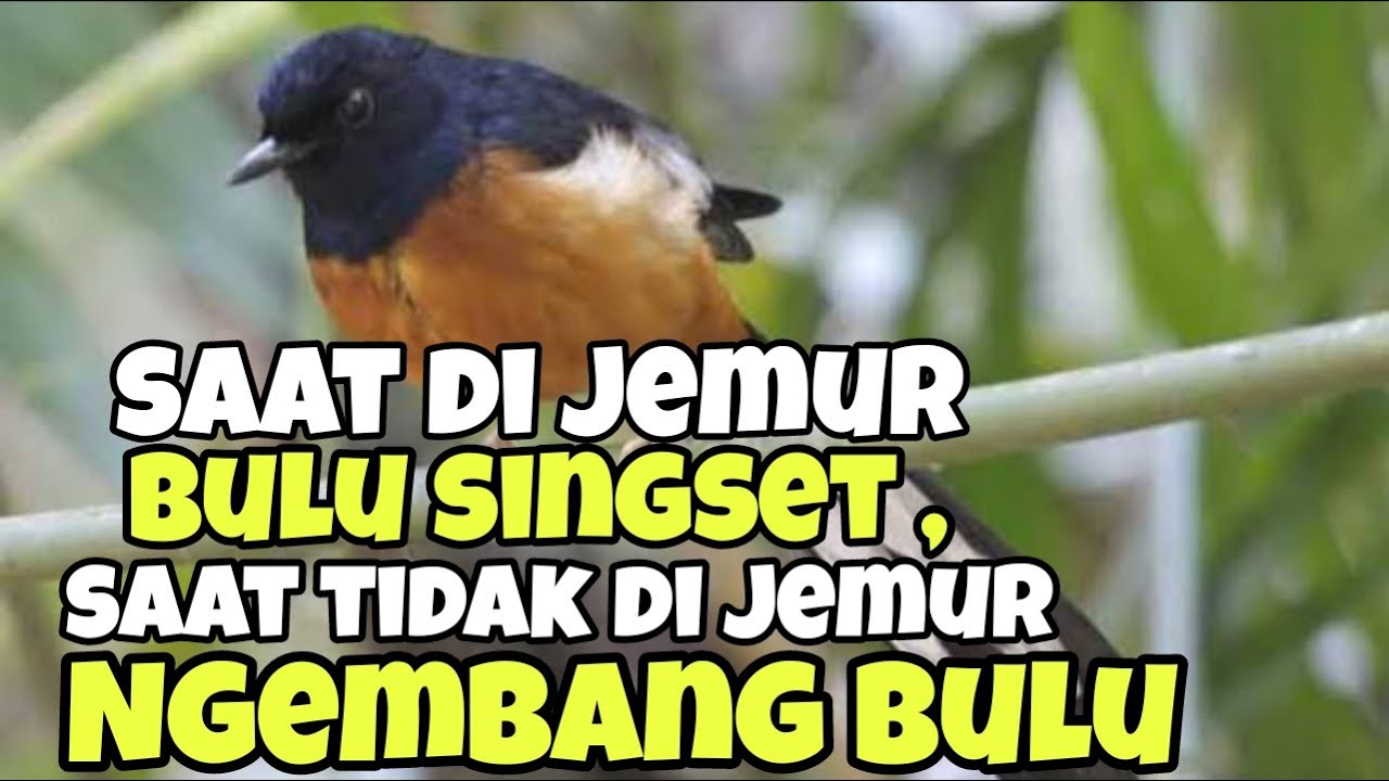 Kenapa murai batu ngembang bulu dan pada saat di jemur tidak ngembang bulu