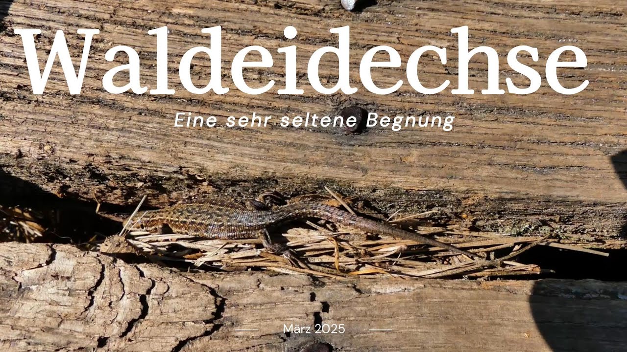 Die Waldeidechse - Eine sehr seltene Begegnung im Norden