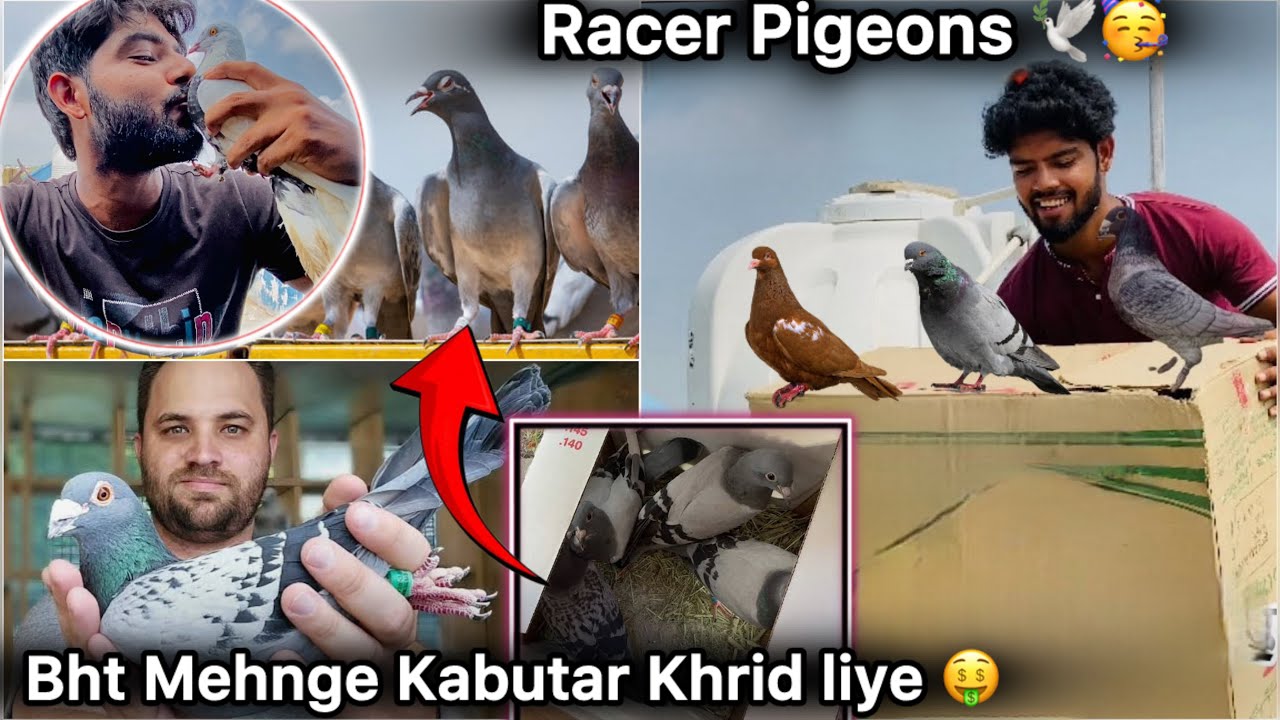 10000 $ k Kabutr Kharid Liye 🤑 || Very Expensive Racer Pigeon Purchase 🤩 || Suprise 🕊️