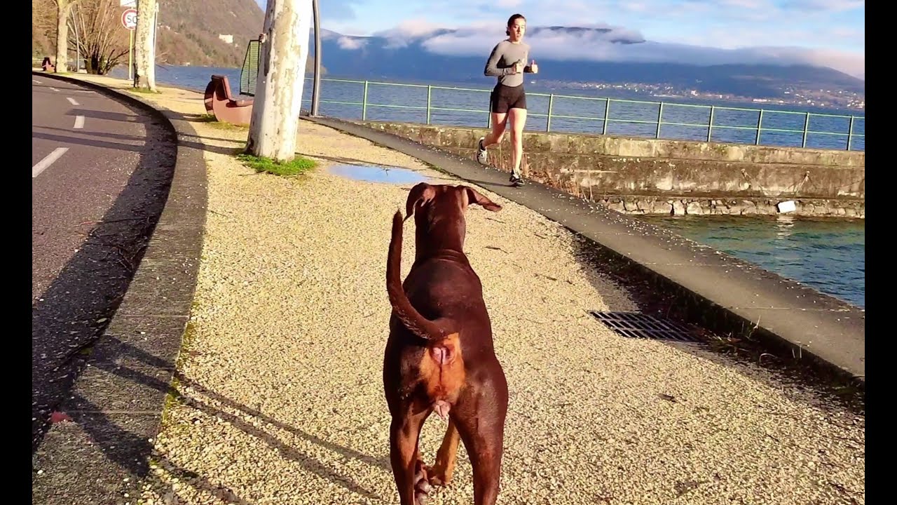 Dobermann Mayhem Der Biss Von Einherjer 8 years 7,5 months
