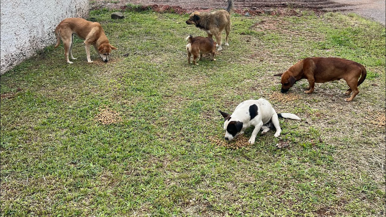 Muito triste o abandono #protetoresdeanimais #cachorros 