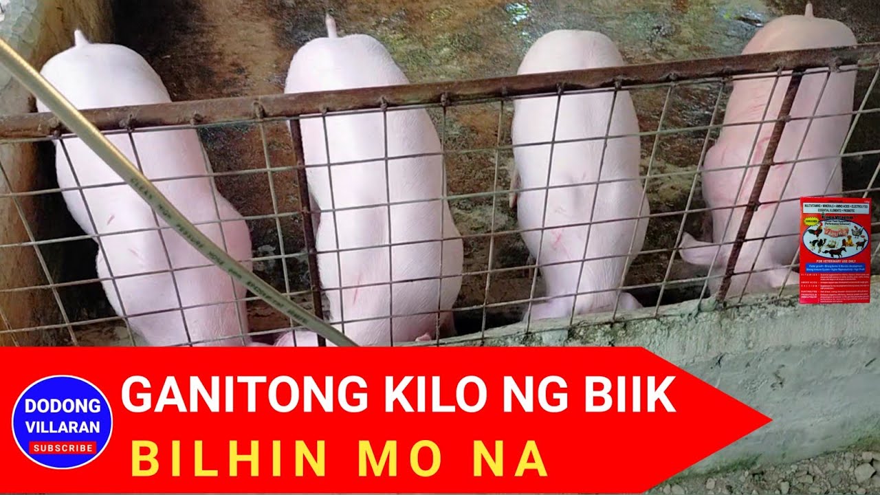 GANITONG KILO NG BIIK BILHIN MO NA /3rd parity / Dodong Villaran