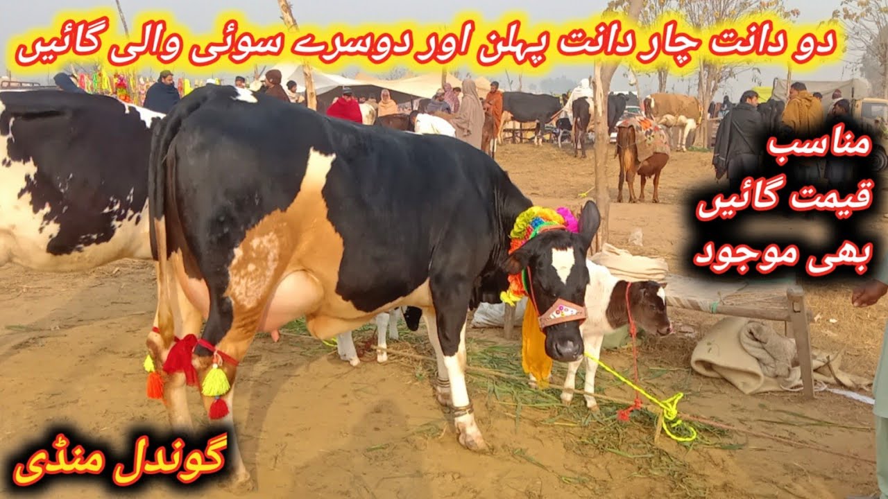 Beautiful 1st And 2nd Timer Pregnant And Milking Cows Fresh Update Today At Gondal Maweshi Mandi 