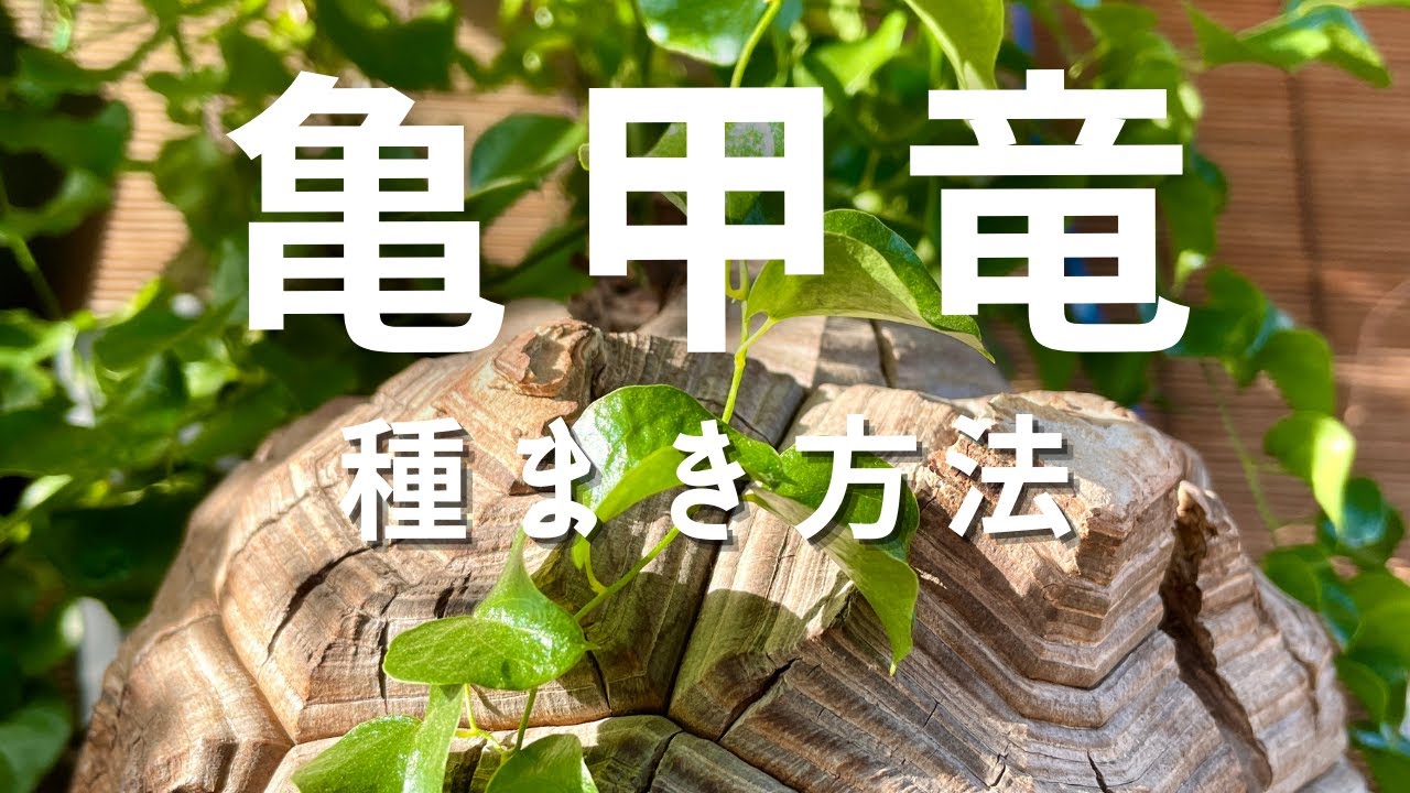 【Live】塊根植物・播種祭りVol.1- 亀甲竜の種まきします！