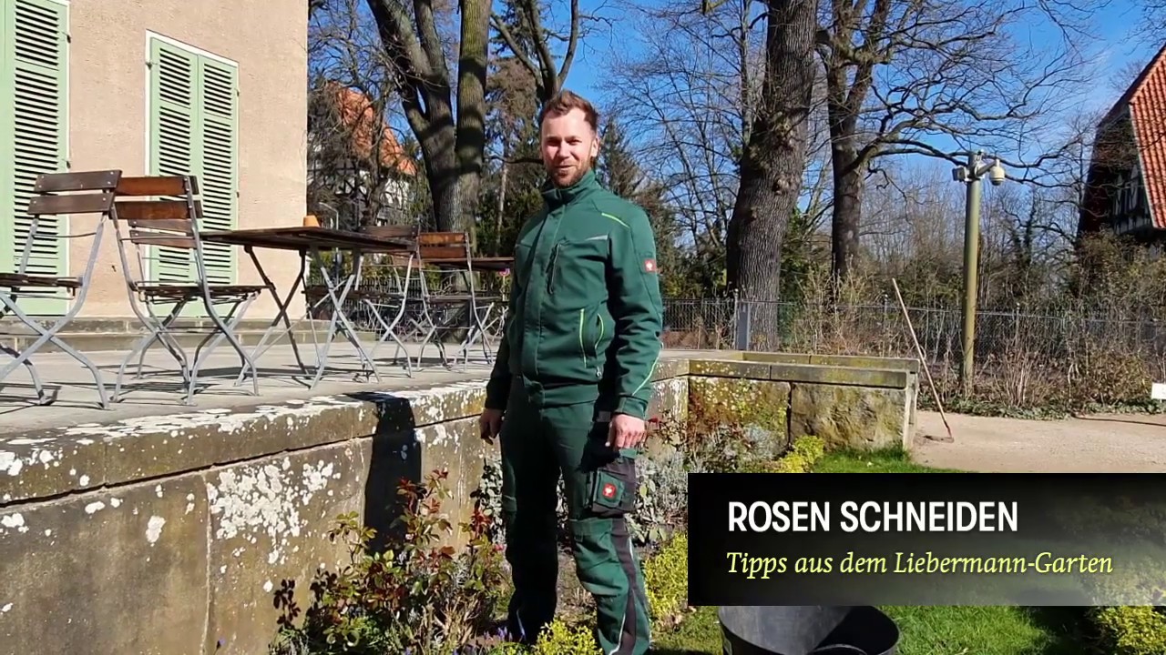 Rosen schneiden - Tipps aus dem Liebermann-Garten - #1