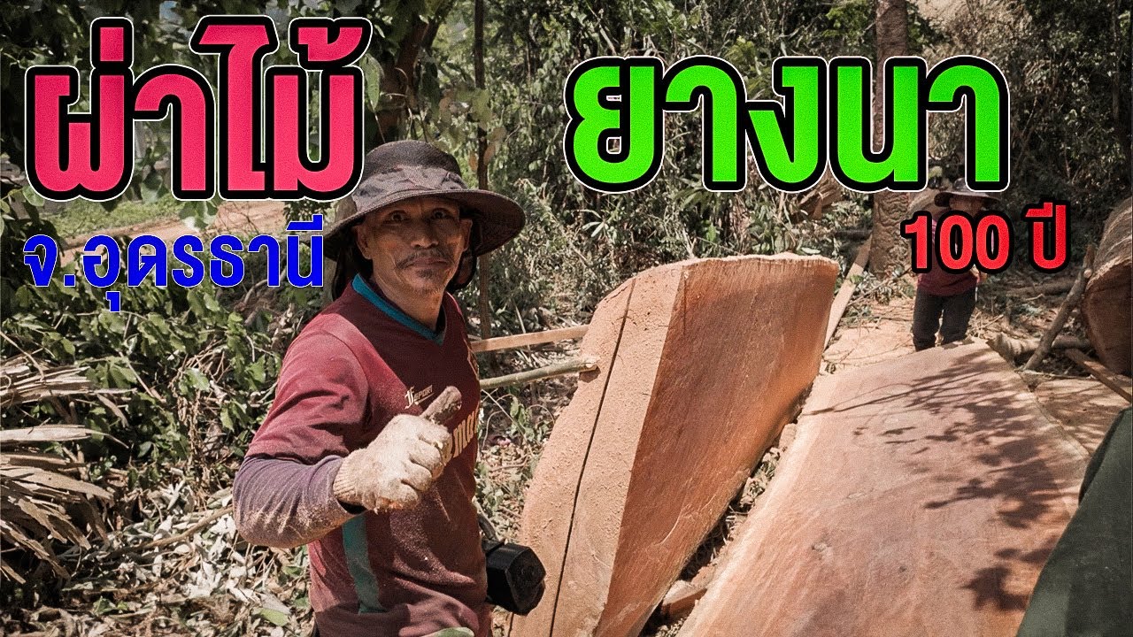 ผ่าไม้ยางนา100กว่าปี จ.อุดรธานี ส่ง หนองคาย