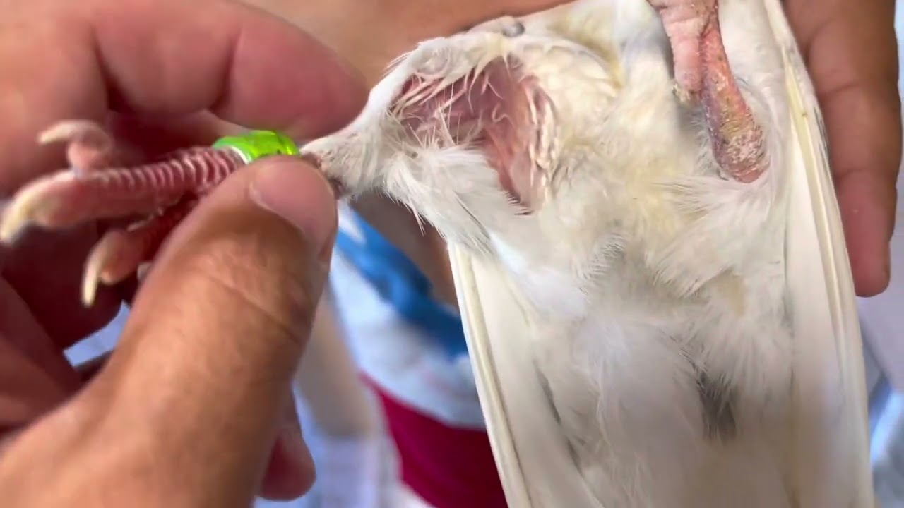 Vaccinating Pigeons with my Son