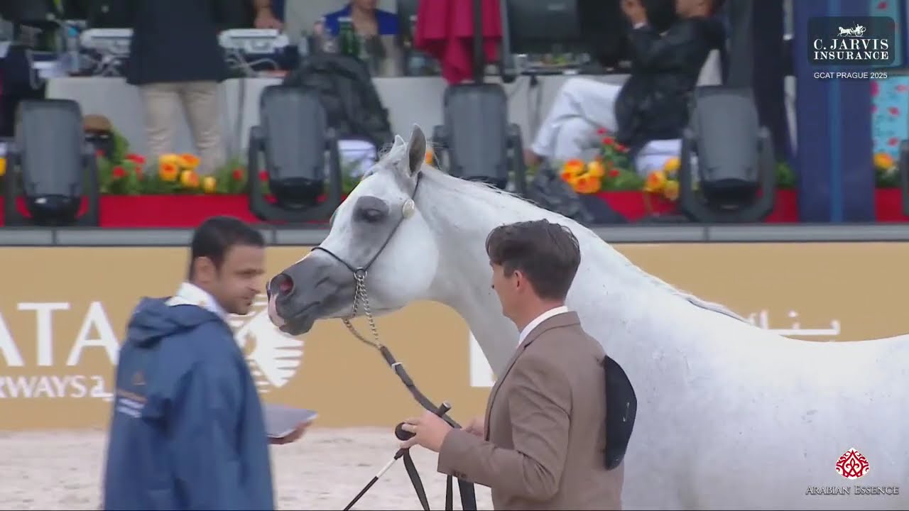 N.119 D SERAJ - GCAT Prague 2025 - Senior Stallions Section B (Class 6B)