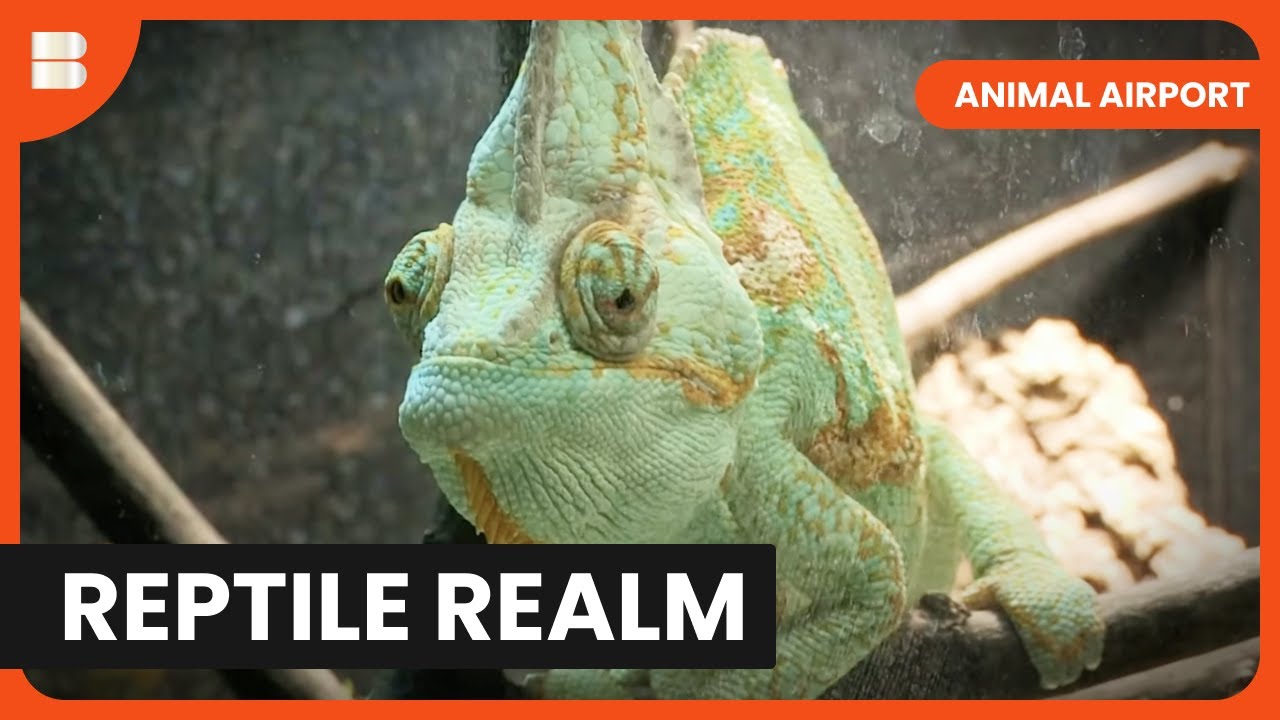 Reptile Stowaway - Animal Airport - S02 EP08 - Animal Documentary
