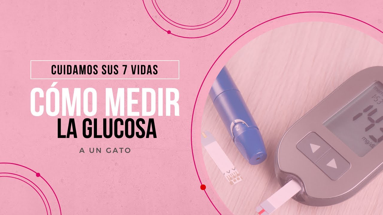 Cómo medir la glucosa en el gato - Veterinario Especialista en Medicina Felina