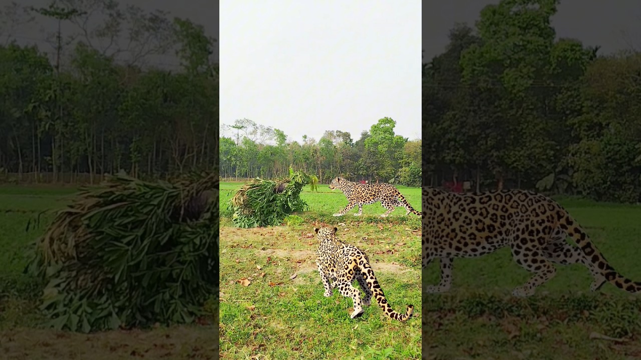 Two leopard attacked in field 
