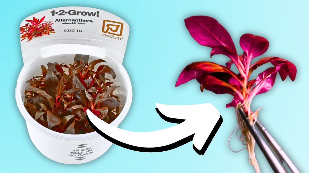 How to Prepare Aquarium Plants (EASY and FAST!!!)