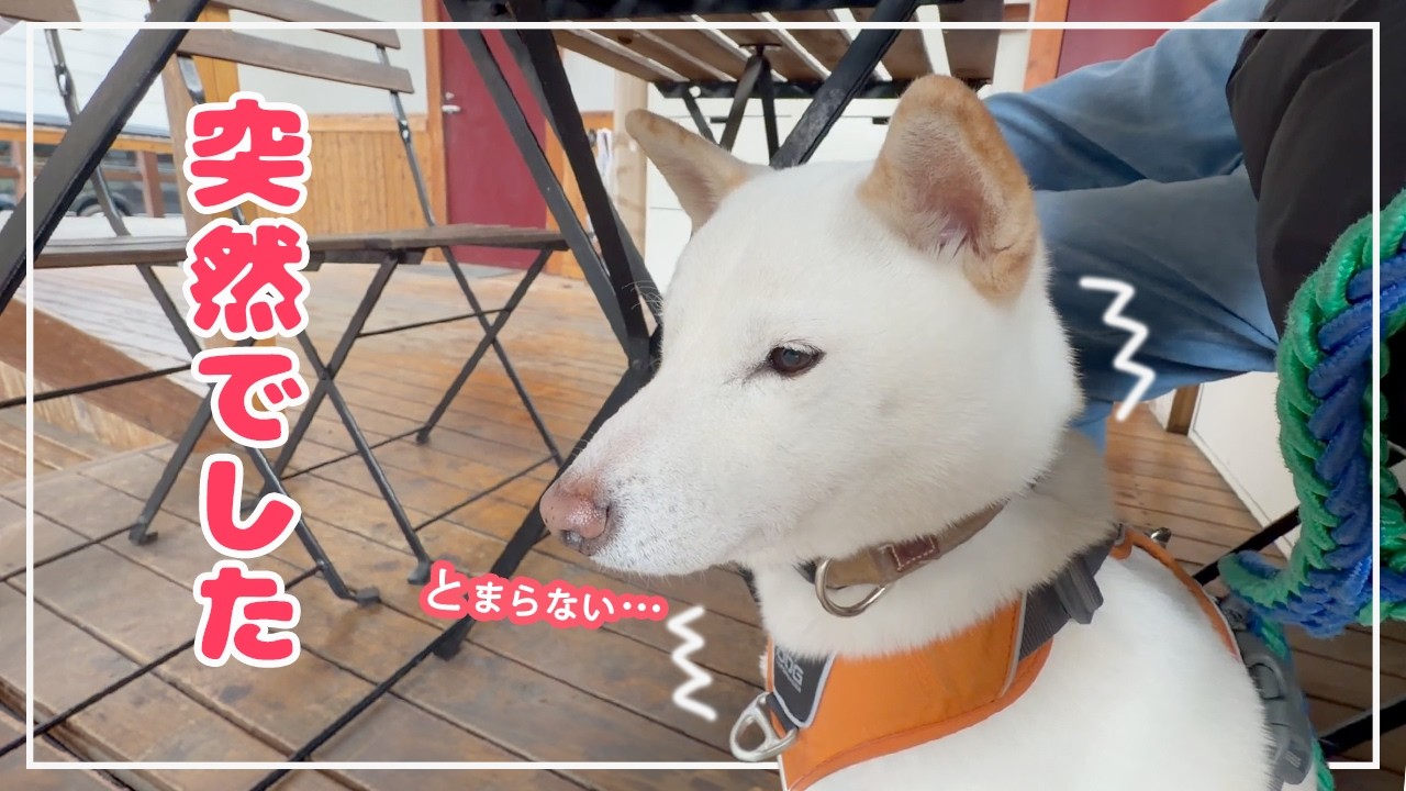安心していたのに…音が怖くなくなった柴犬が震えてしまいました！
