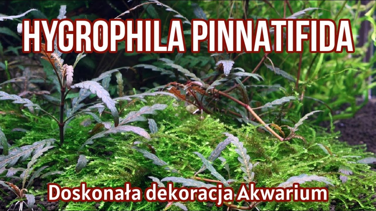 HYGROPHILA PINNATIFIDA / Nadwódka / Roślina do Podłoża i na Dekoracje