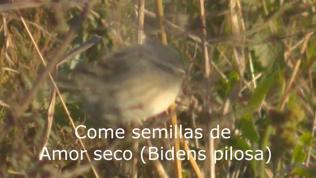 La vida de la Monterita cabeza negra Microspingus melanoleucus Esperanza Santa Fe Argentina 2026