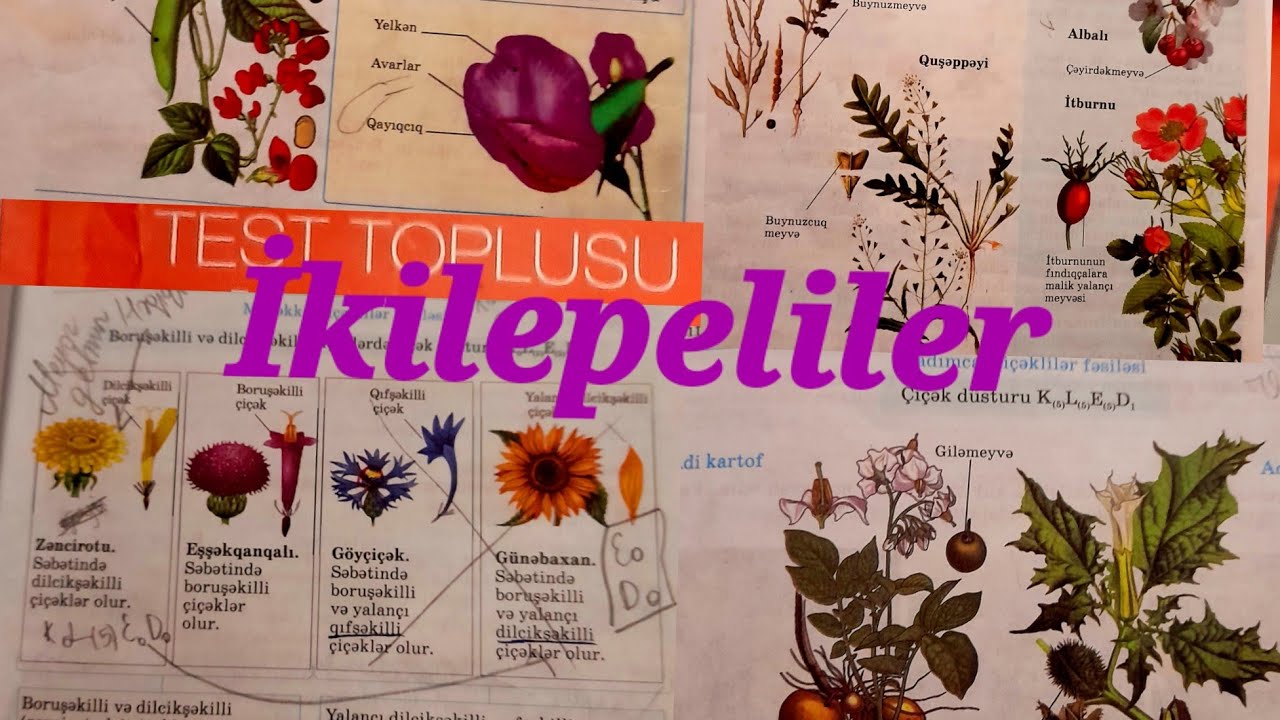 İkilepeliler sinfi ve fesileleri-test toplusu-test izahi