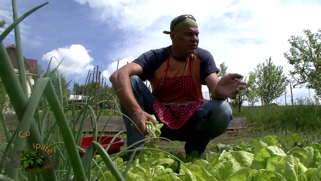 Cu tigaia-n spate -  Ciorbă de salată şi raţă pe varză