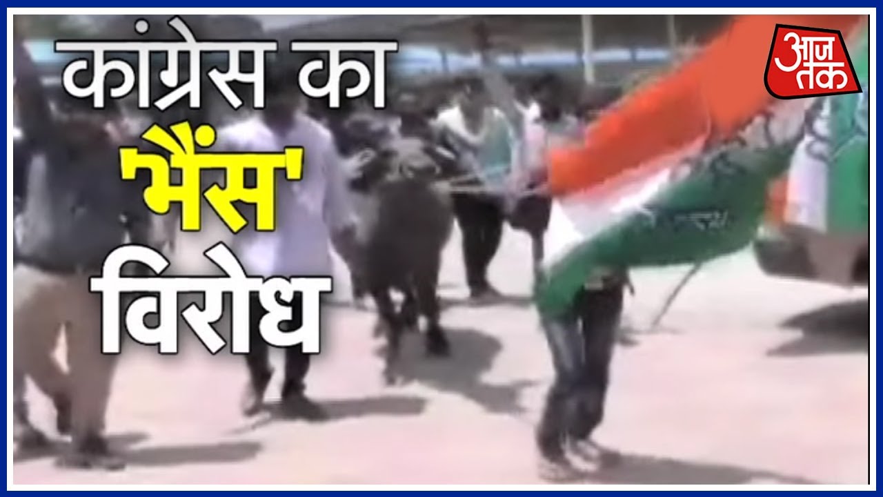 Congress Workers Protest With Buffalo In MP's Satna