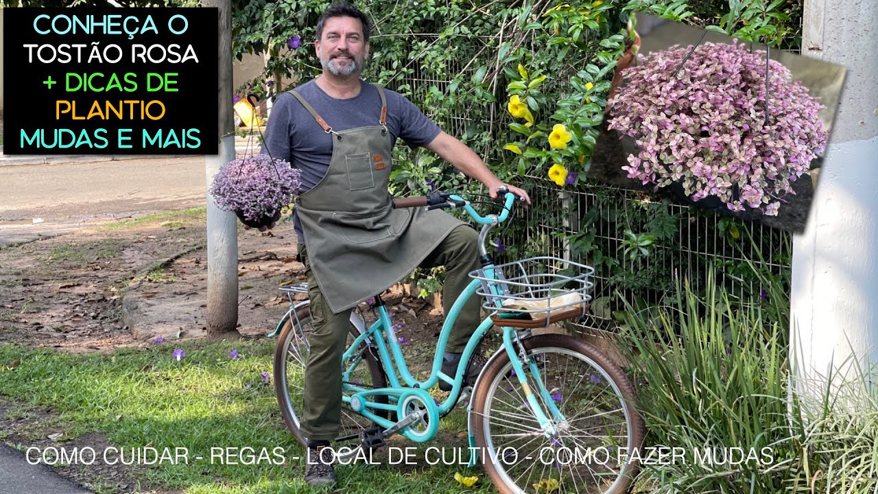 CONHEÇA O TOSTÃO ROSA + Dicas de Plantio, Mudas e Muito Mais