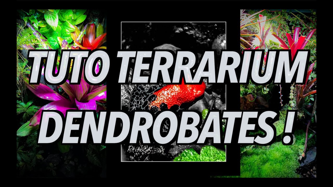 TUTO TERRARIUM DENDROBATES