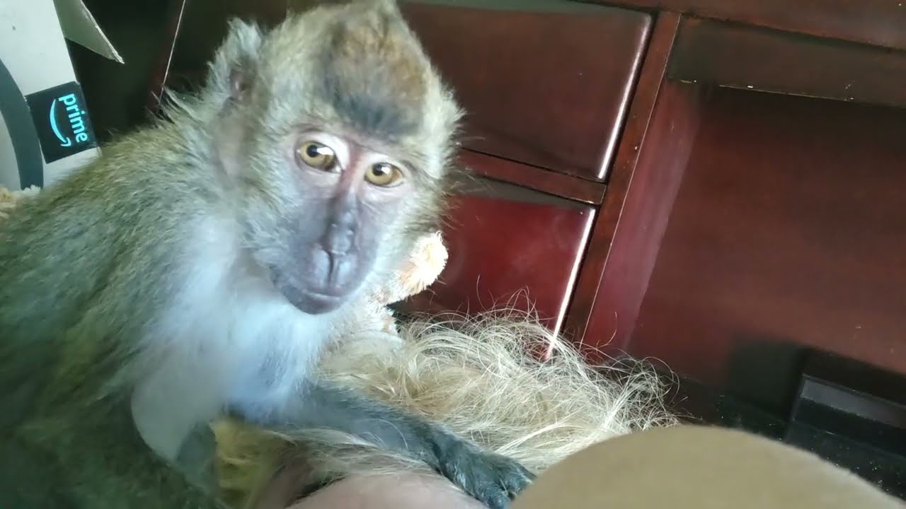ASMR Ralphie D Tending To His Pet Human