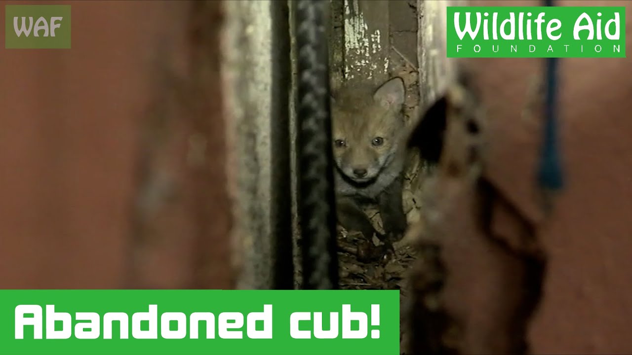 Rescue mission to save abandoned fox cub!