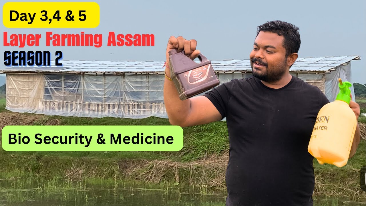 Day 3,4 & 5/ Layer Farming Assam Season 2 / Complete Management Medicine
