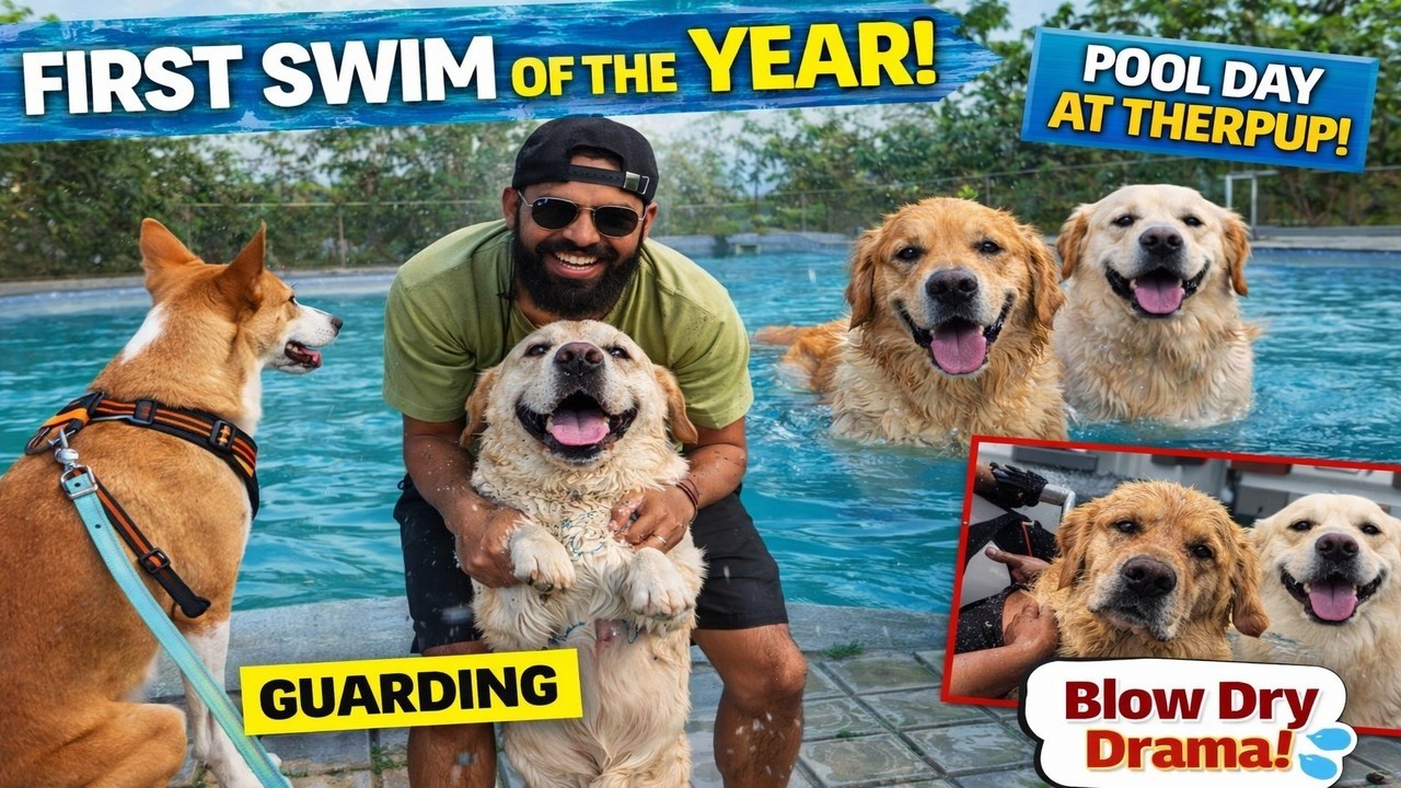 Swimming Session for Max’s Weight Loss 🏊‍♂️🐾 | Oscar Went Crazy!