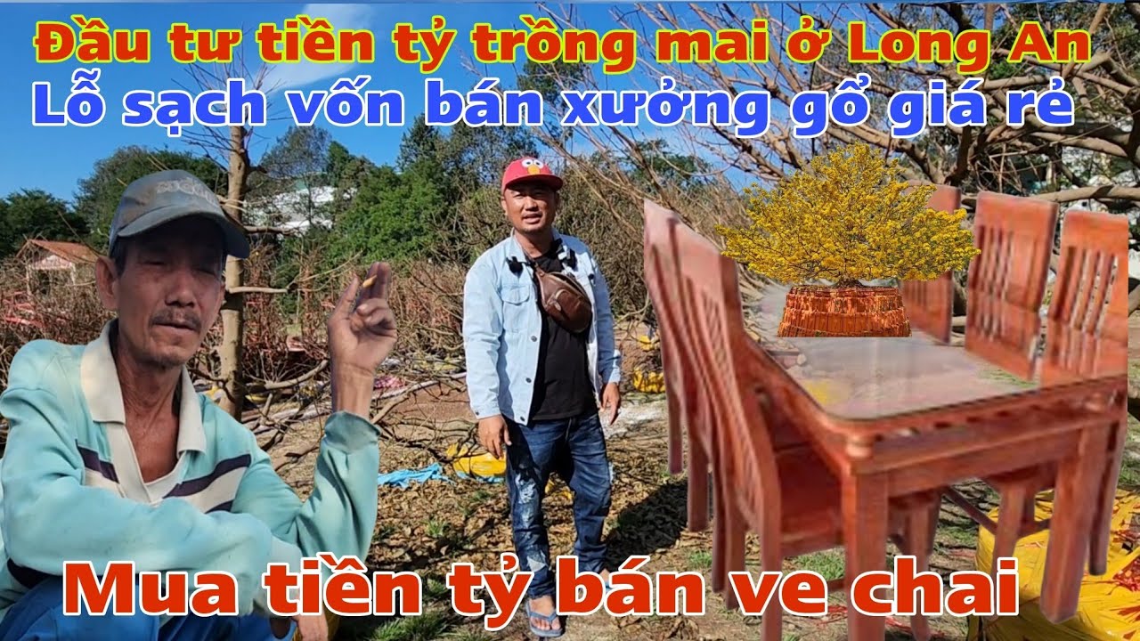 Tới công chuyện mua Mai tiền tỷ giờ bán ve chai bán luôn xưởng gỗ bù lổ tiền Mai