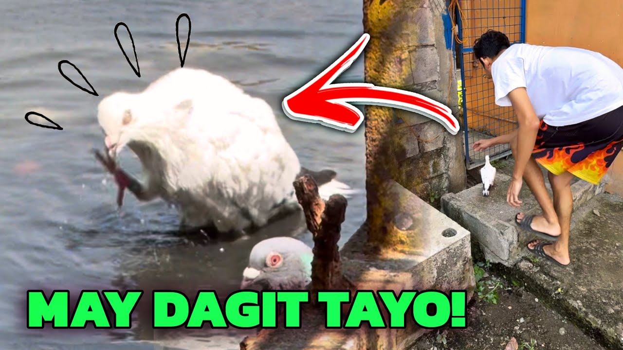 KALAPATING LUMALANGOY! TUMAWID SA ILOG!