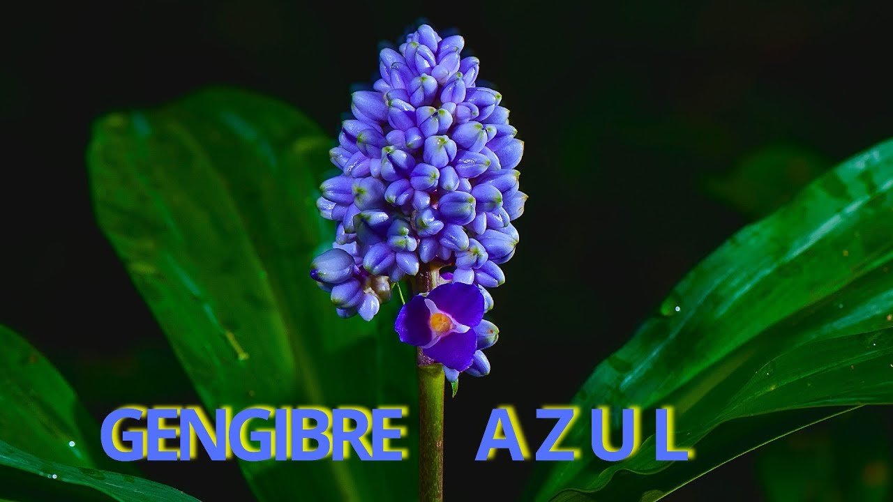 GENGIBRE AZUL, CONHE&Ccedil;A EST&Aacute; BELA PLANTA E COMO CULTIVAR O EST&Aacute; LINDA FLOR!