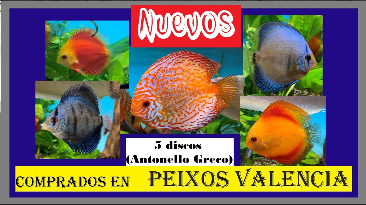 Nuevos peces discos -- Comprados en Peixos Valencia --