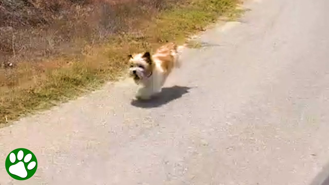 Verzweifelter Hund jagt dem Auto eines Pärchens hinterher