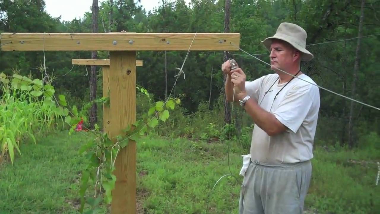 muscadine trellis