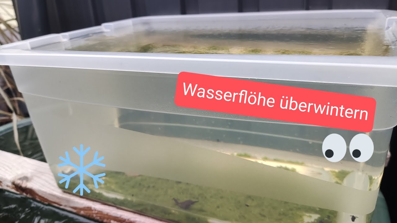 Wasserfl&ouml;he &uuml;berwintern drau&szlig;en - Lebendfutter on the rocks ❄️