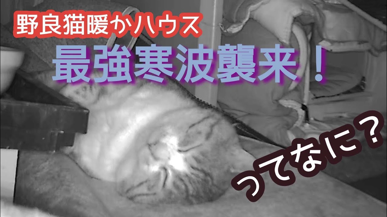 [番外編]野良猫ハウス#7  命に関わる最強寒波の襲来も余裕で寝る野良猫がこちらです