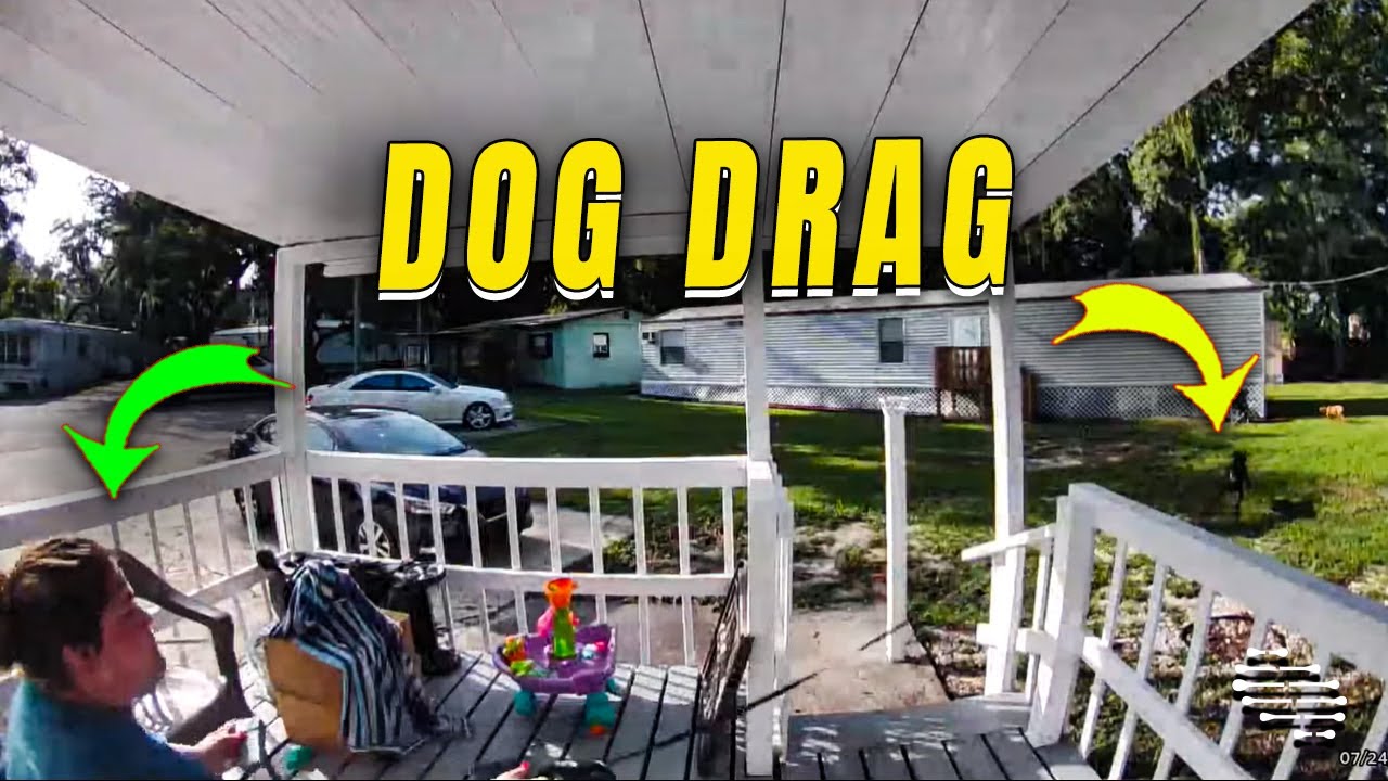 Dog Drags Owner to Greet Another Dog