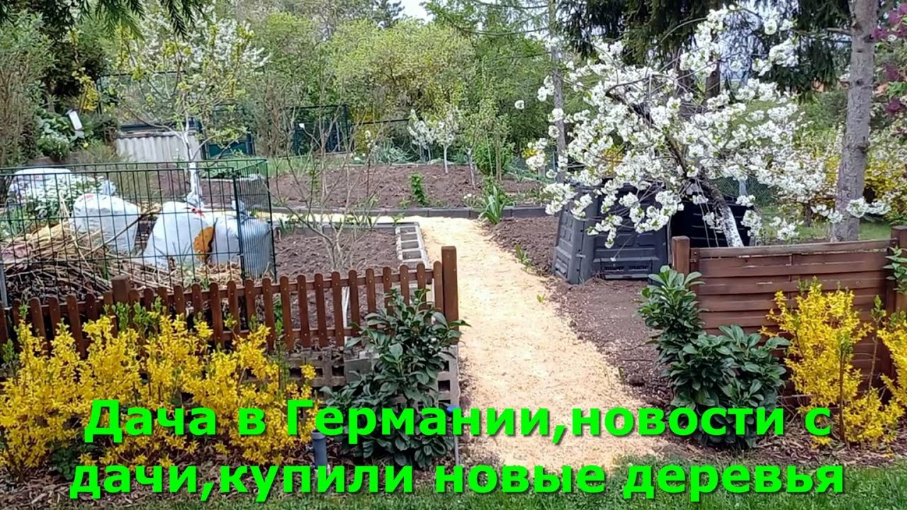 Дача в Германии,новости с дачи,купили новые деревья #обзордачи #дача
